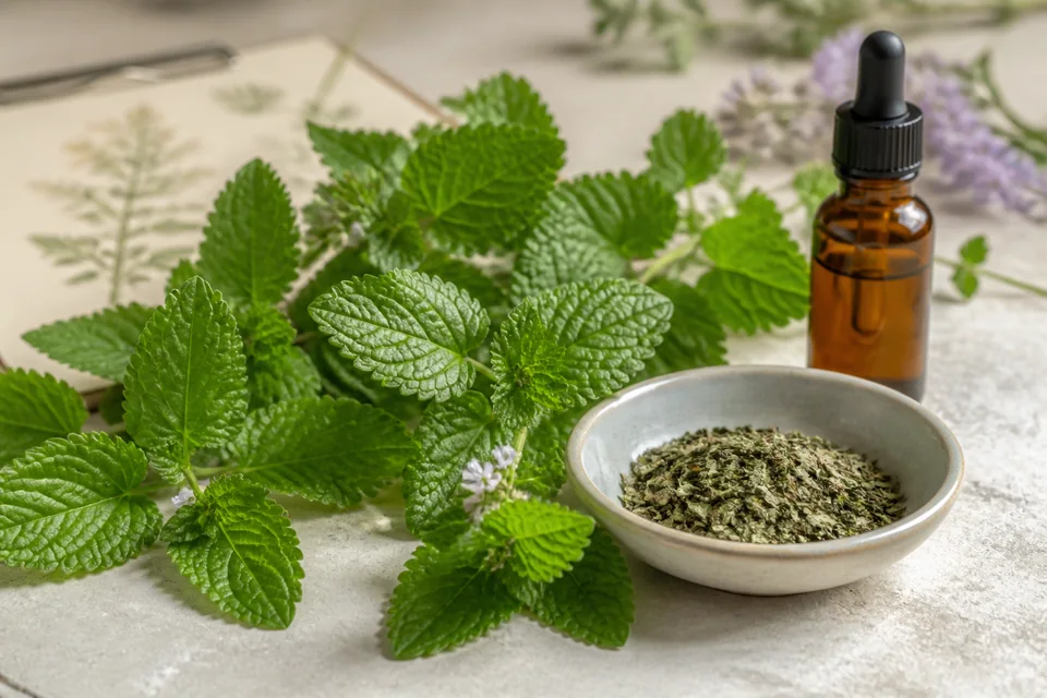 Realistic editorial still life illustrating Lemon balm