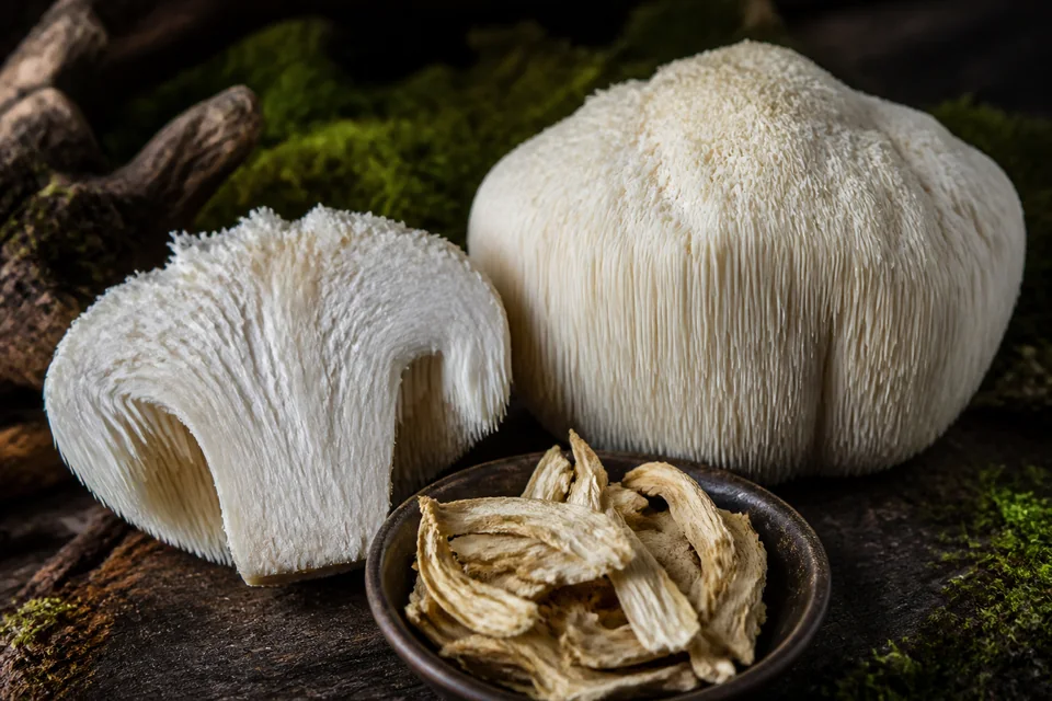 Realistic editorial still life illustrating Lion's mane mushroom