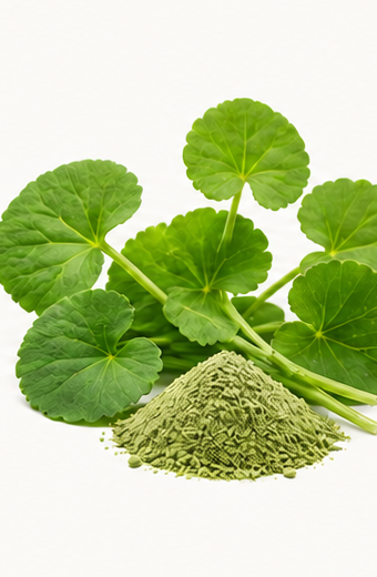 Editorial illustration of Gotu kola source material